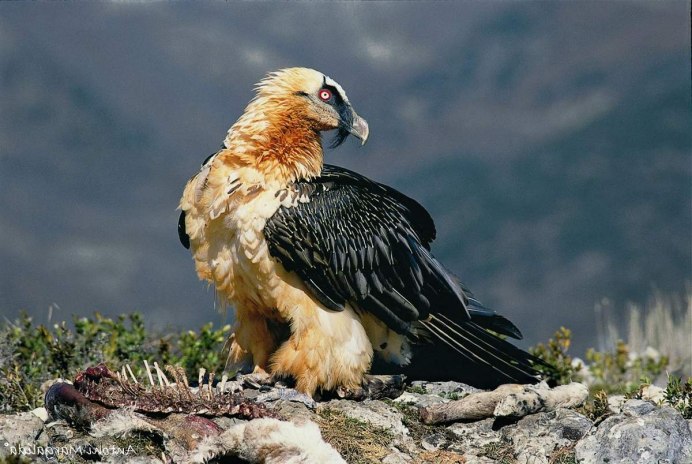 Белоголовый Орлан в горах