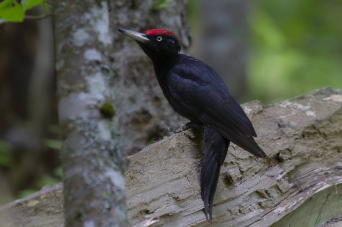 Кавказский Дрозд