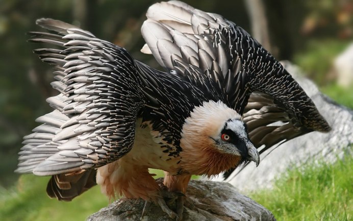 Птица падальщик гриф черный