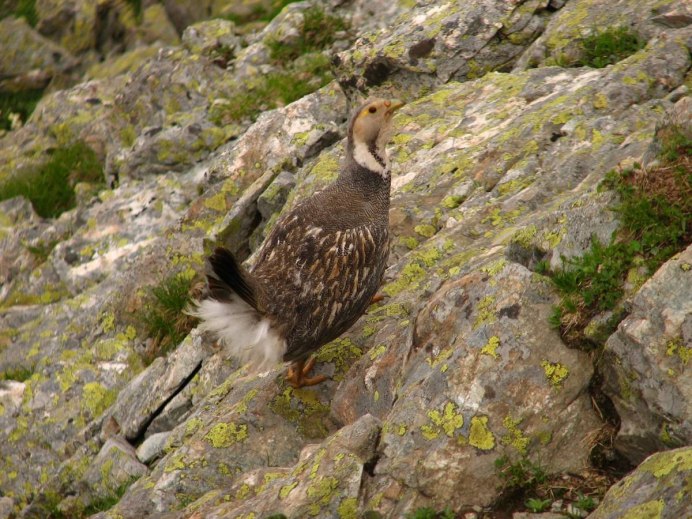 Бородач птица в полете