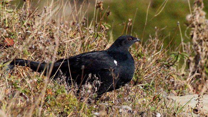 Кавказский улар (Tetraogallus caucasicus)