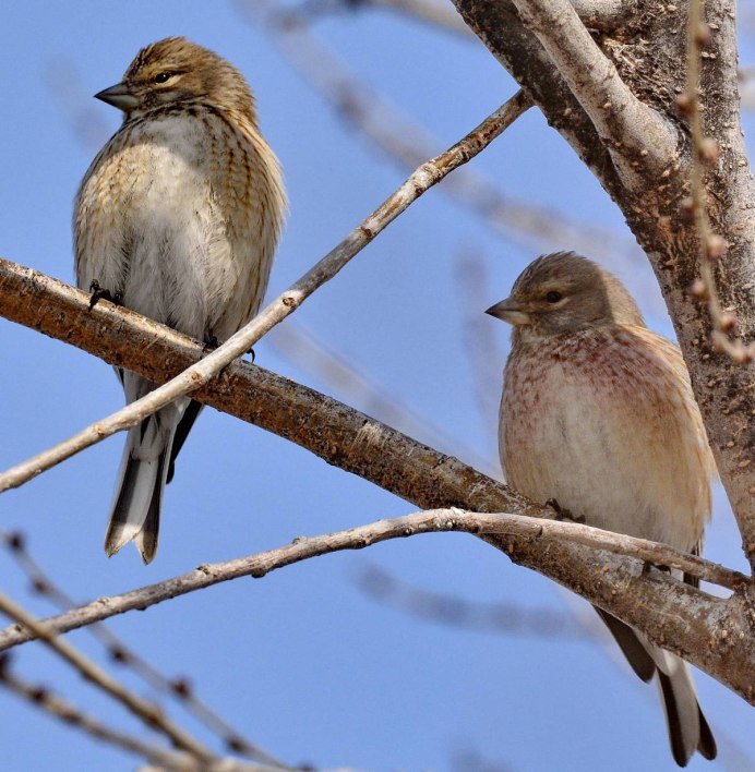 Тетерев Глухарь Косач