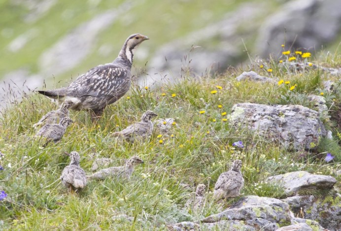 Орел Беркут Дагестана в хребтах Кавказа