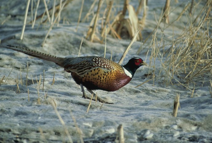 Phasianus colchicus
