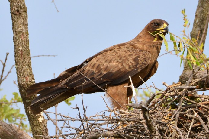 Африканский венценосный Орел