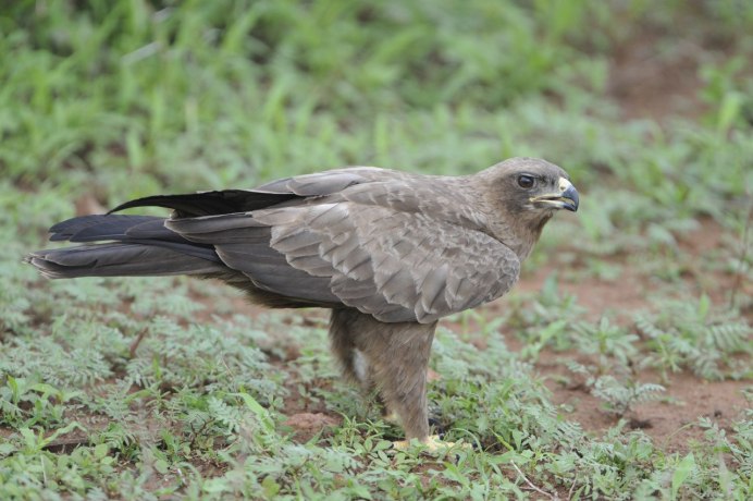 Серебристый орёл Aquila wahlbergi