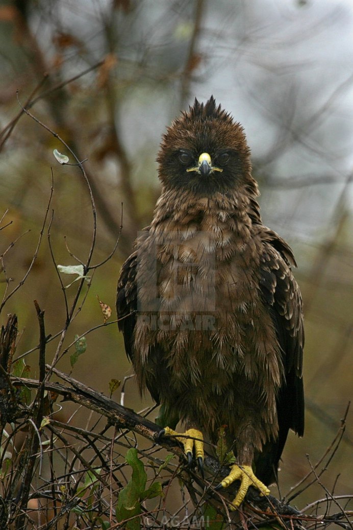 Орел в лесу