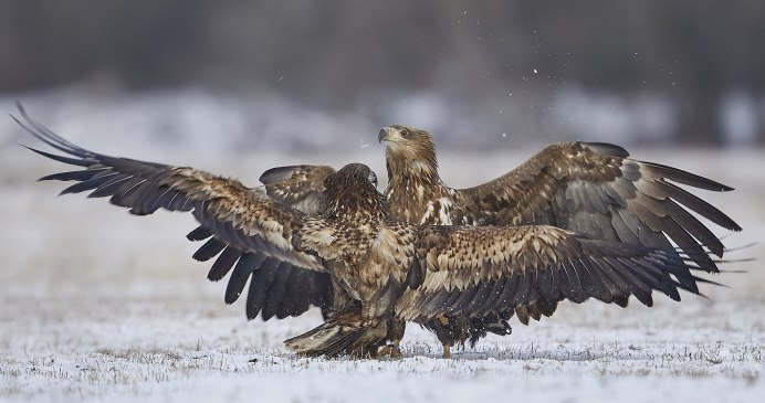 Дарин Браун Орлиные Крылья