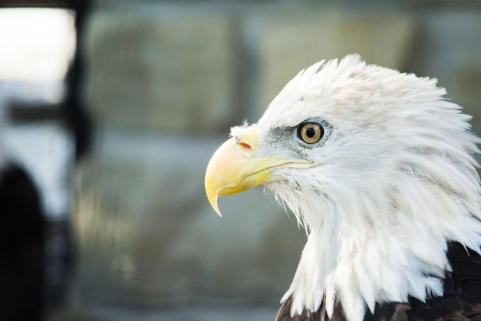 Филиппинский Орел-обезьяноед