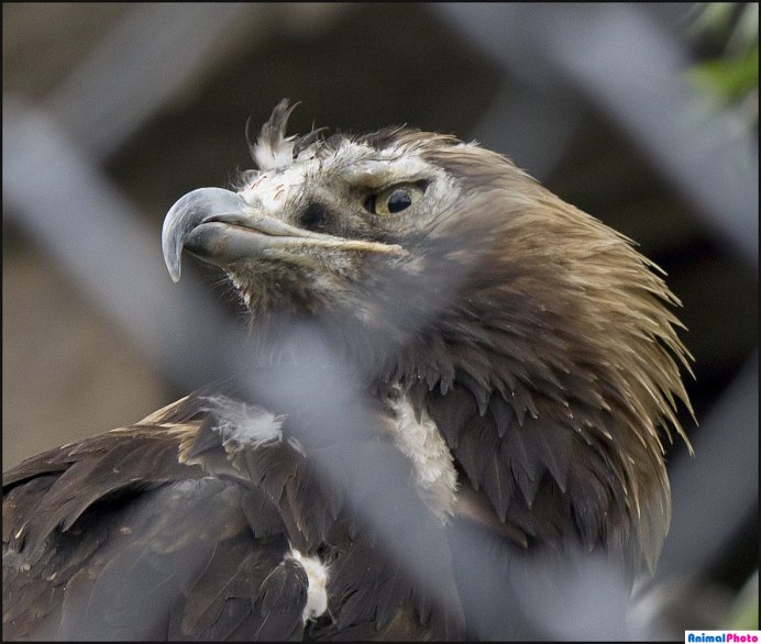 Серебристый орёл Aquila wahlbergi