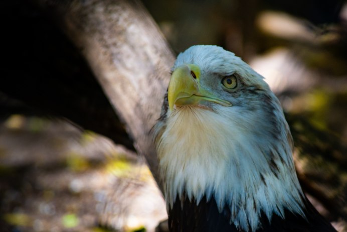 Лилия bald Eagle