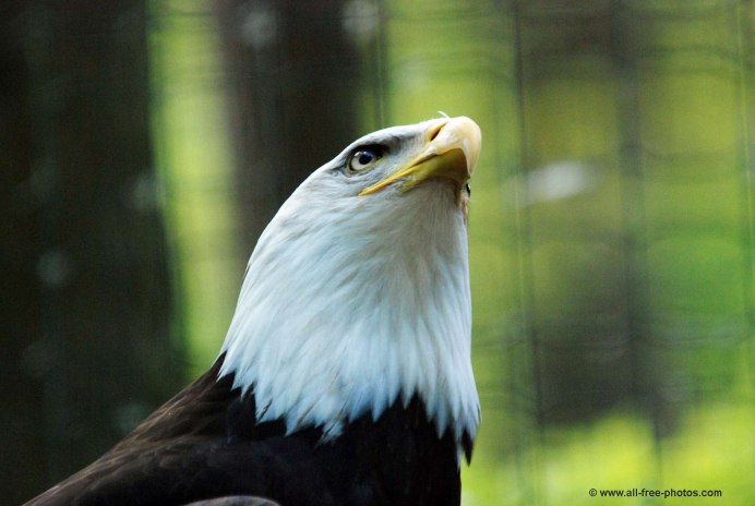 Технические птицы