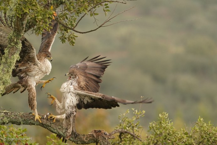 Гордая птица маленький воин