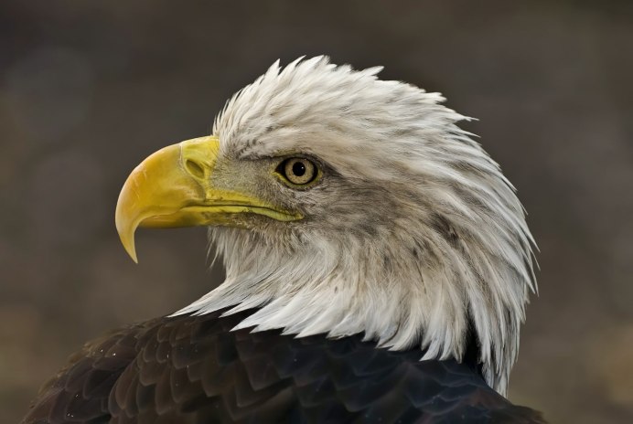 Today the bald Eagle almost