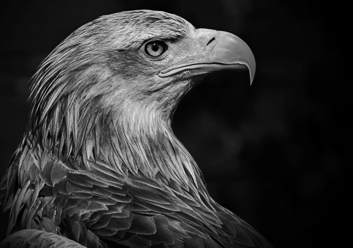 Сокол Сапсан Крылья