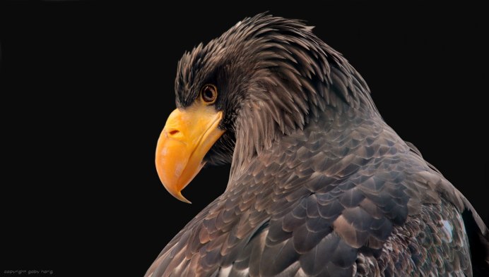 Крылья каракары