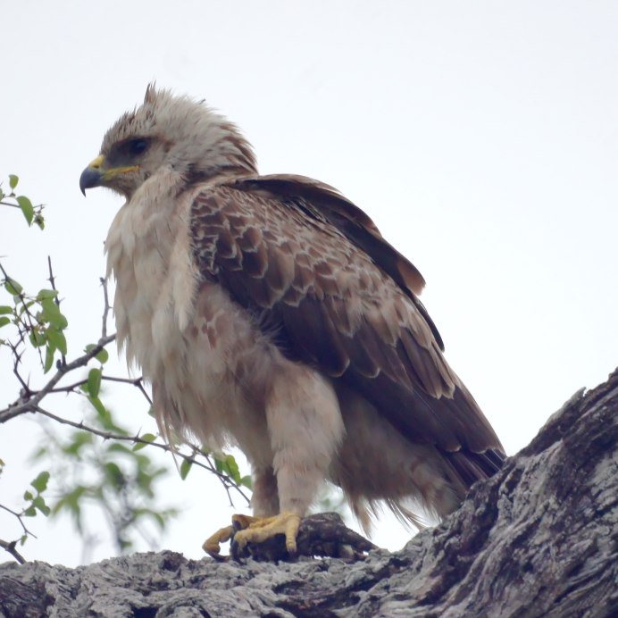 Птицы Адлера