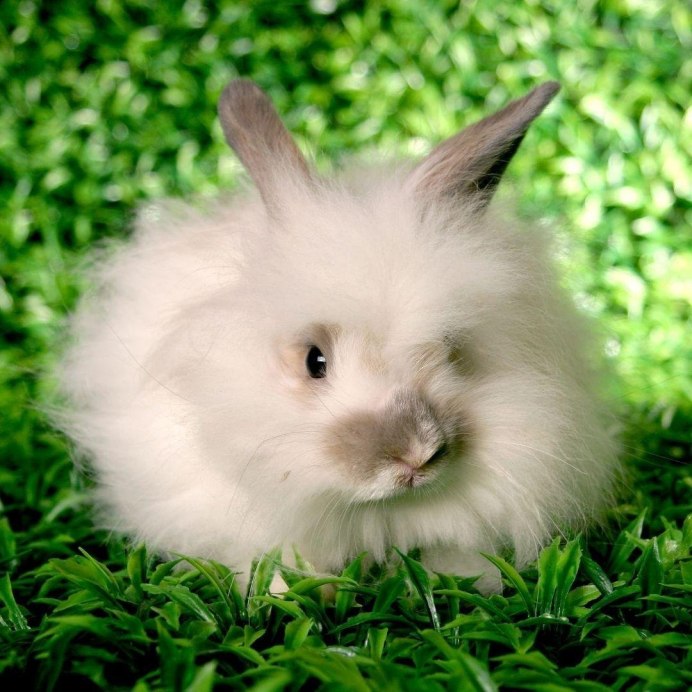 Angora Rabbit 01 белый