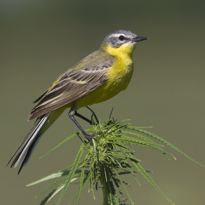 Трясогузка желтая птица