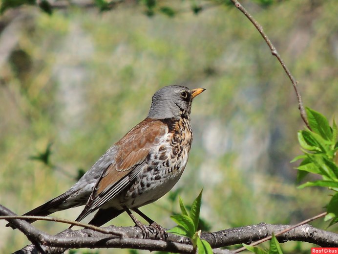 Дрозд-деряба (turdus viscivorus)
