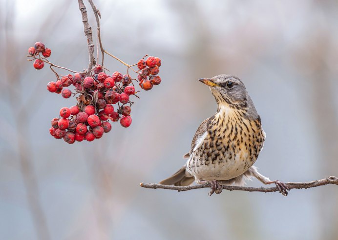 Дрозд чёрный (turdus Merula) 4к