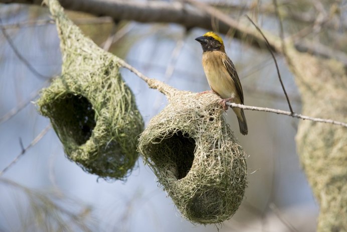 Weaver Ткач