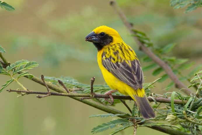 Weaver Ткач