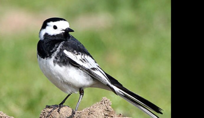 Grallina cyanoleuca