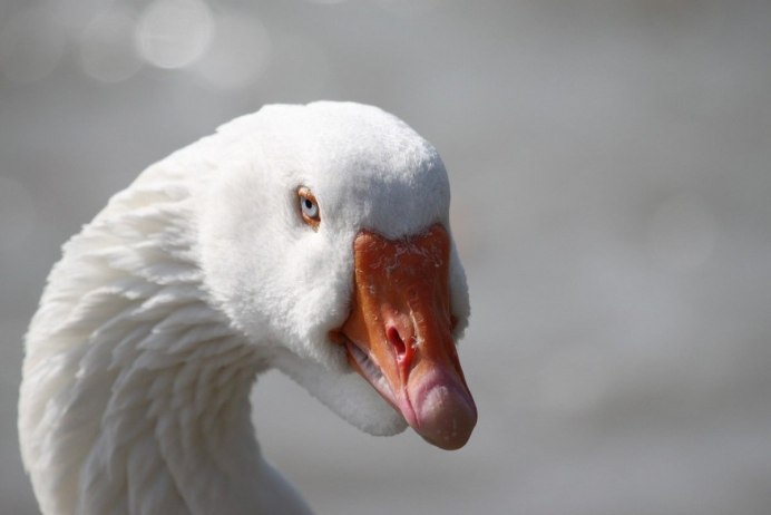 Белая гусыня