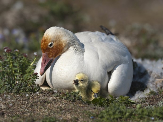 Остров Врангеля гуси