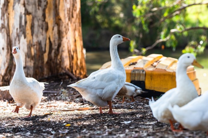 Упитанные гуси