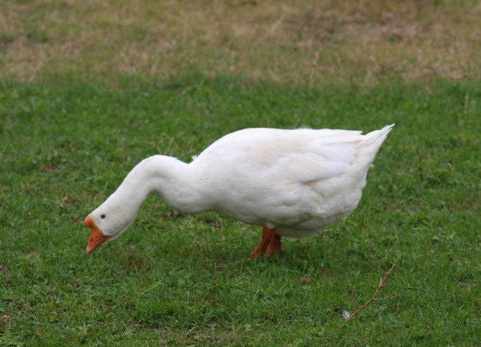 Линда белый Гусь Гусь