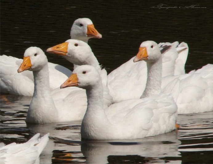 Дикий белый Гусь