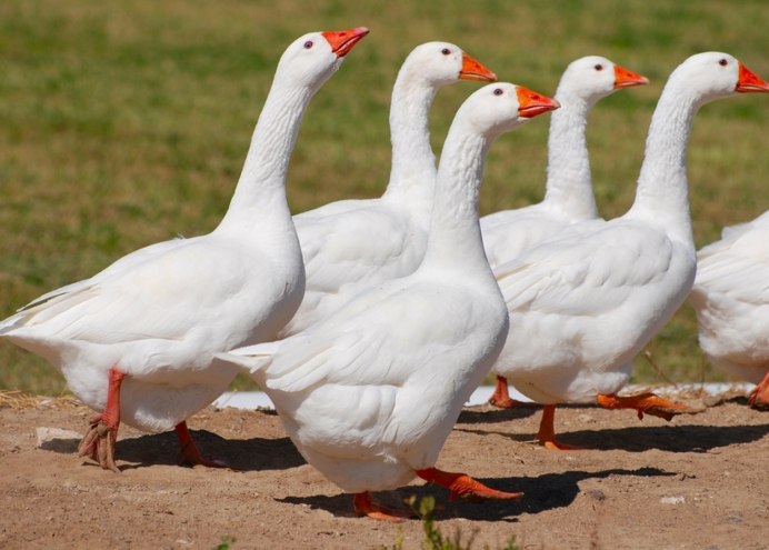 Датский Легарт