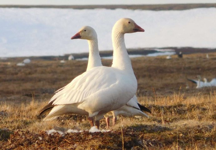 Заповедник остров Врангеля белые гуси