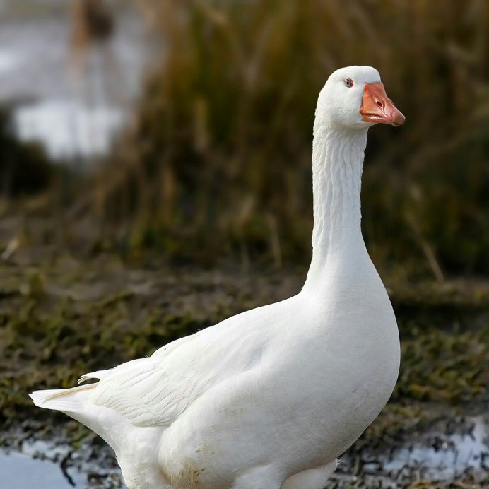 Гусь белый домашний