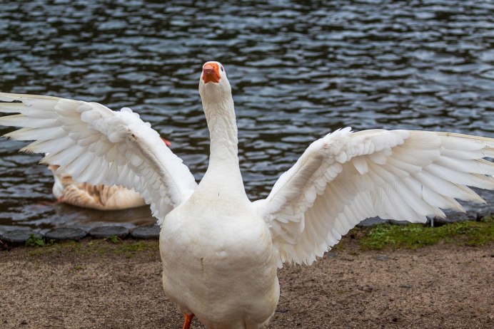 Гусь с раскрытыми крыльями