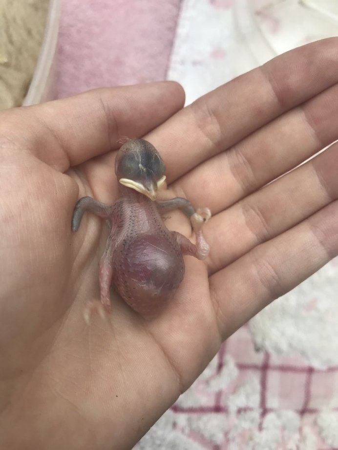 Птенец воробья по дням