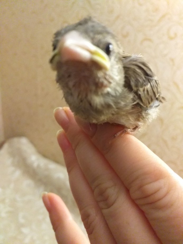 Птенец воробья
