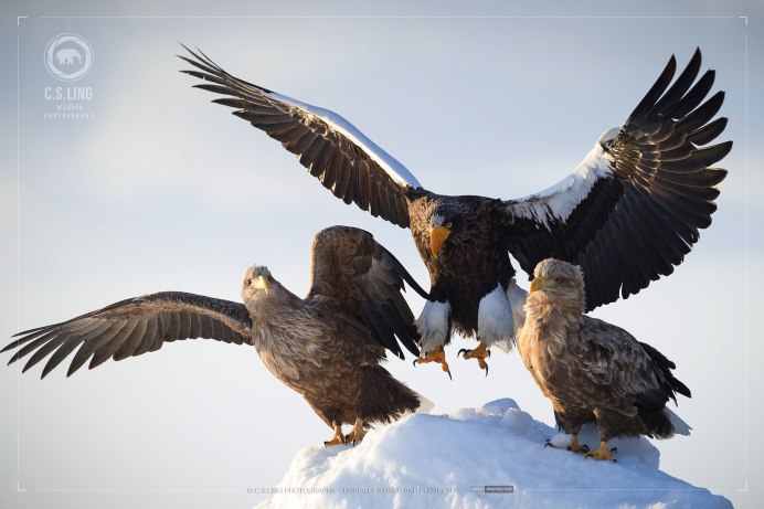 Steller's Sea Eagle