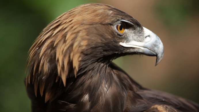 Орлан-белохвост Haliaeetus albicilla