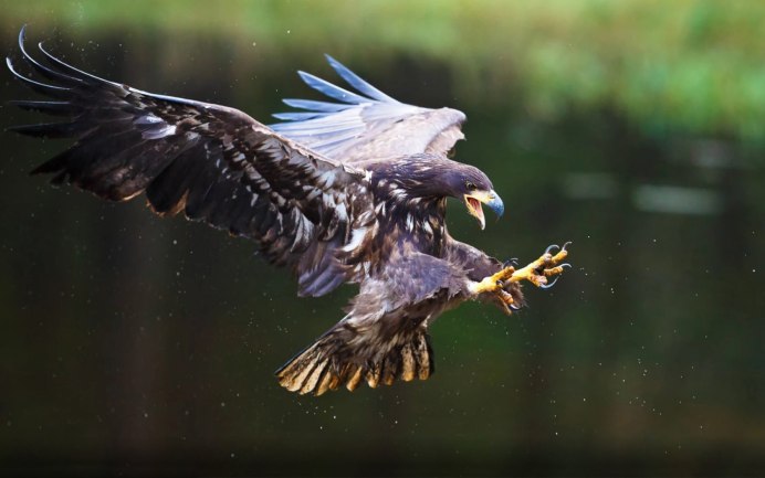 Aquila Eagle