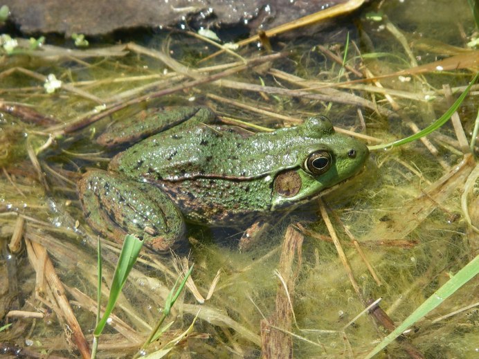 Pelophylax ridibundus головастик