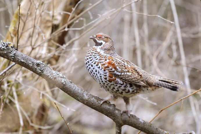 Рябчик Tetrastes bonasia