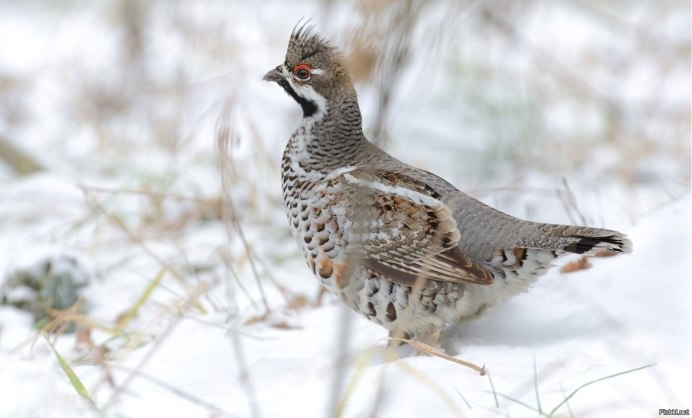 Рябчик Сибирский
