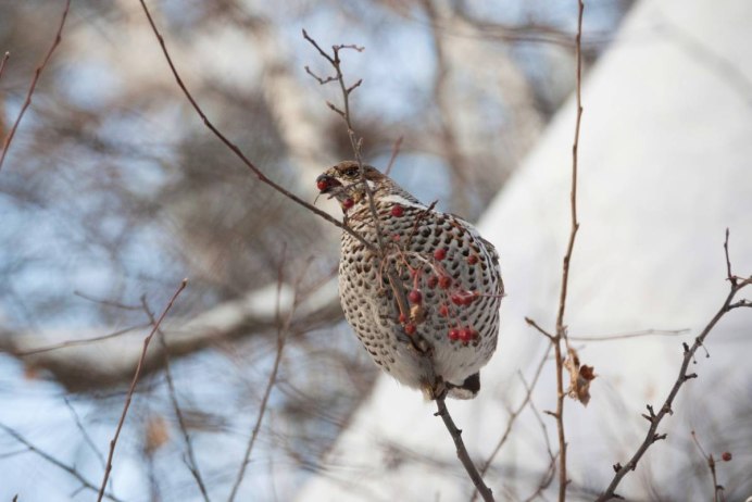 Фазан и рябчик