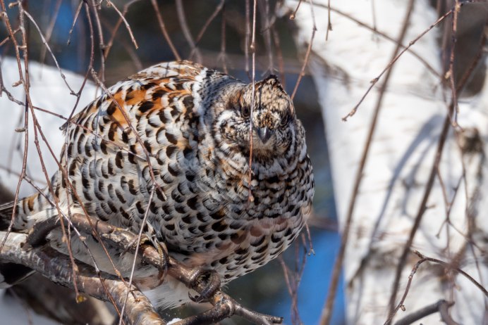 Рябчик обыкновенный