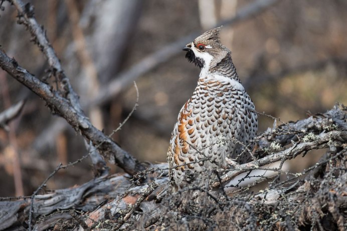 Рябчик в лесу