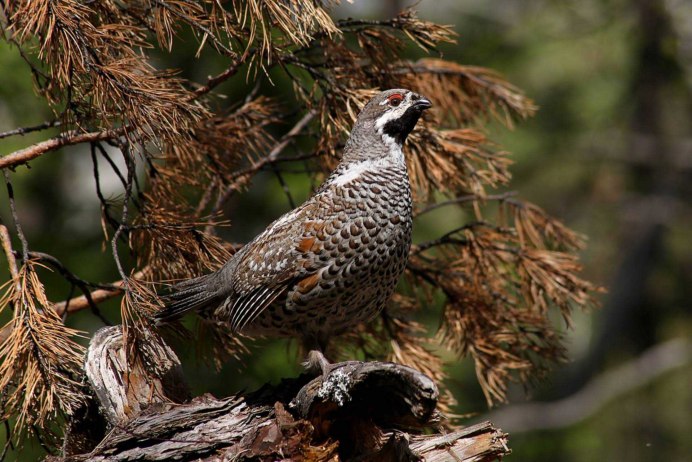 Рябчик в Баргузинском заповеднике
