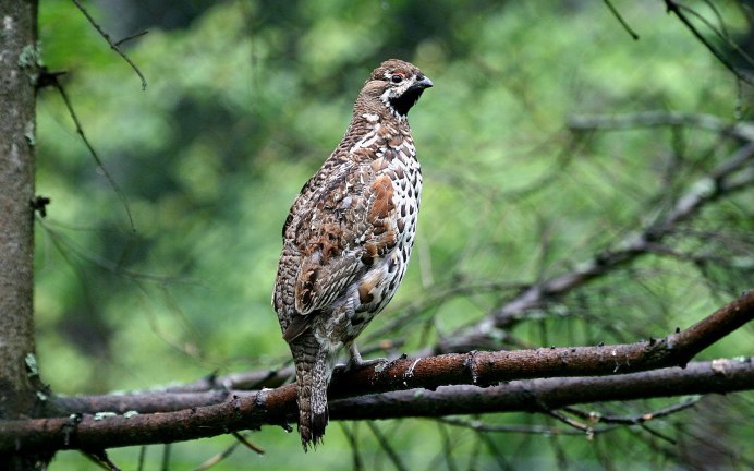 Рябчик и Сойка